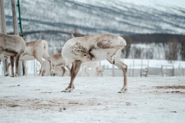 Bir ren geyiği sürüsü Tromso, Norveç 'te karlı bir arazide.