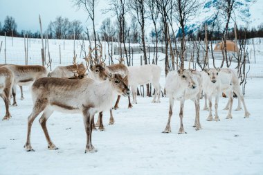 Bir ren geyiği sürüsü Tromso, Norveç 'te karlı bir arazide.
