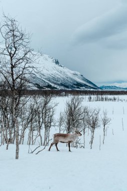 Bir ren geyiği huş ağaçlarıyla karlı bir ormanda yürüyor. Tromso, Norveç