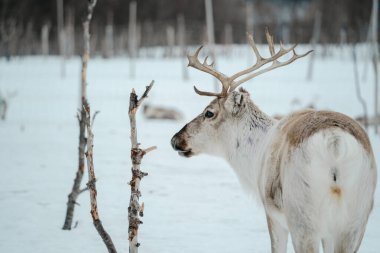 Bir ren geyiği huş ağaçlarıyla karlı bir ormanda yürüyor. Tromso, Norveç
