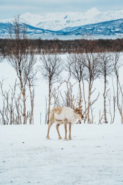 Bir ren geyiği huş ağaçlarıyla karlı bir ormanda yürüyor. Tromso, Norveç