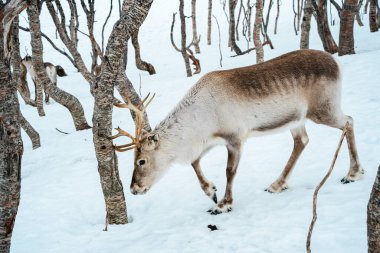 Bir ren geyiği huş ağaçlarıyla karlı bir ormanda yürüyor. Tromso, Norveç