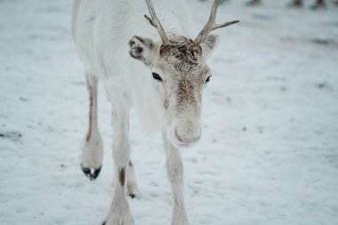 Bir ren geyiği huş ağaçlarıyla karlı bir ormanda yürüyor. Tromso, Norveç