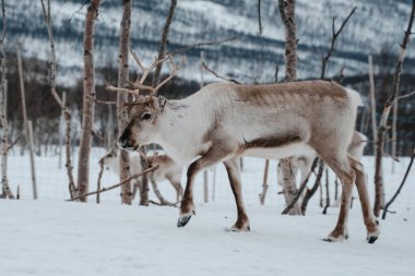 Bir ren geyiği huş ağaçlarıyla karlı bir ormanda yürüyor. Tromso, Norveç