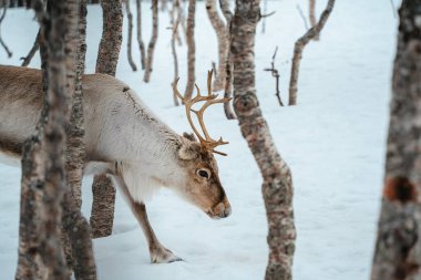 Bir ren geyiği huş ağaçlarıyla karlı bir ormanda yürüyor. Tromso, Norveç