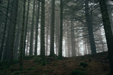 Atmosferik orman sahneleri Bergen 'deki Floyen Dağı' nda çekildi.
