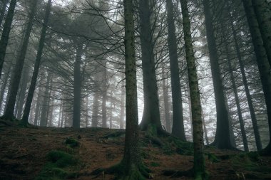 Atmosferik orman sahneleri Bergen 'deki Floyen Dağı' nda çekildi.