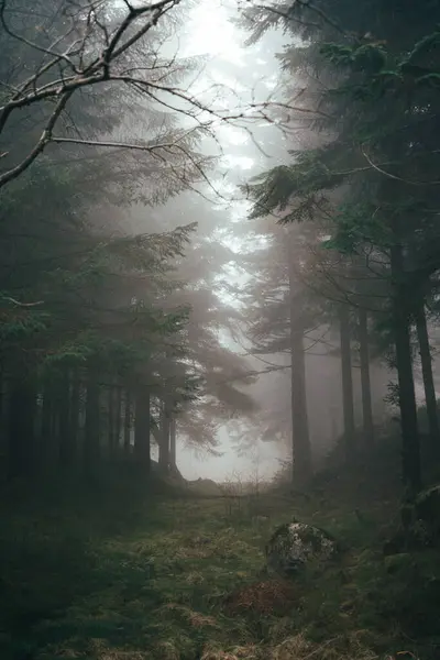Atmosferik orman sahneleri Bergen 'deki Floyen Dağı' nda çekildi.
