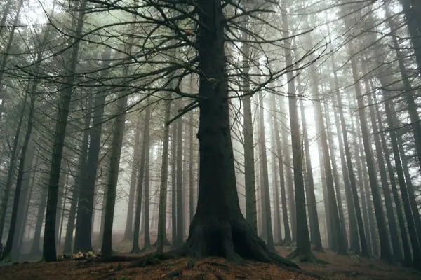 Atmosferik orman sahneleri Bergen 'deki Floyen Dağı' nda çekildi.
