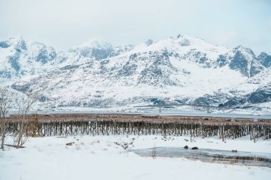 Norveç 'in Lofoten kentindeki yol manzarasında karla kaplı dramatik dağlar ve Arktik fiyort yer alıyor..