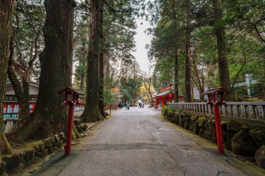 Hakone, Japonya - 9 Aralık 2023: Turistler Japonya 'daki Hakone Tapınağı' nın tarihi kırmızı binalarına giden huzurlu bir yol boyunca yüksek sedir ağaçlarının altında yürürler.