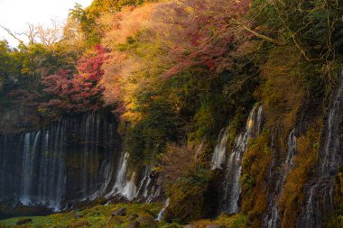 Fujinomiya, Japonya 'daki güzel Shiraito Şelalesi' nde, birden fazla su akıntısı yosunlu kayalıklardan aşağıya, aşağıdaki dingin bir havuza akıyor..