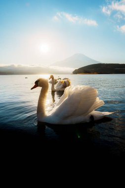 Yamanaka Gölü 'nde çok sayıda güzel kuğu, çarpıcı bir gündoğumu ve Fuji Dağı arkaplanı var..