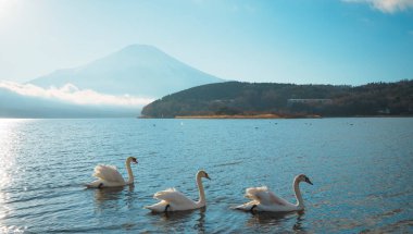 Yamanaka Gölü 'nde çok sayıda güzel kuğu, çarpıcı bir gündoğumu ve Fuji Dağı arkaplanı var..