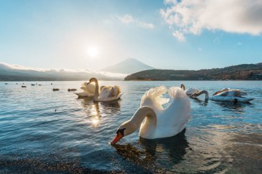Yamanaka Gölü 'nde çok sayıda güzel kuğu, çarpıcı bir gündoğumu ve Fuji Dağı arkaplanı var..