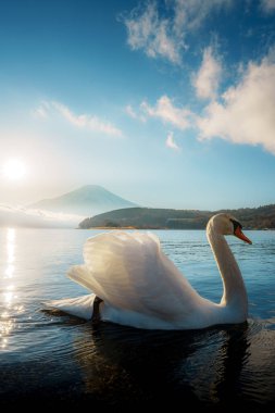 Büyüleyici bir dilsiz kuğu, uzaktaki Fuji Dağı ile birlikte Yamanaka Gölü 'nün yükselen güneşinin önünde duruyor..