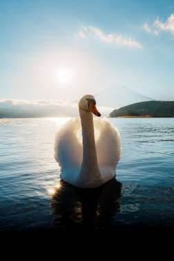 Büyüleyici bir dilsiz kuğu, uzaktaki Fuji Dağı ile birlikte Yamanaka Gölü 'nün yükselen güneşinin önünde duruyor..