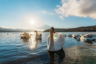 Yamanaka Gölü 'nde çok sayıda güzel kuğu, çarpıcı bir gündoğumu ve Fuji Dağı arkaplanı var..