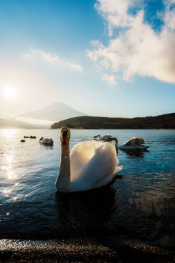 Yamanaka Gölü 'nde çok sayıda güzel kuğu, çarpıcı bir gündoğumu ve Fuji Dağı arkaplanı var..