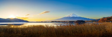Altın kamışlı ön planda görkemli Fuji Dağı ve açık mavi gökyüzünün altında Kawaguchiko Gölü..