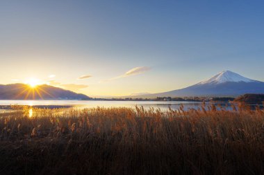 Altın kamışlı ön planda görkemli Fuji Dağı ve açık mavi gökyüzünün altında Kawaguchiko Gölü..