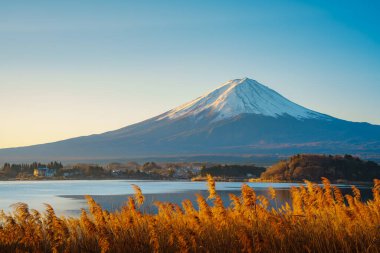 Altın kamışlı ön planda görkemli Fuji Dağı ve açık mavi gökyüzünün altında Kawaguchiko Gölü..