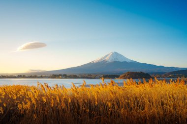 Altın kamışlı ön planda görkemli Fuji Dağı ve açık mavi gökyüzünün altında Kawaguchiko Gölü..