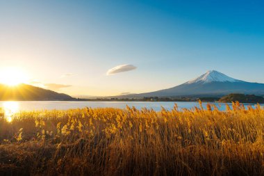 Altın kamışlı ön planda görkemli Fuji Dağı ve açık mavi gökyüzünün altında Kawaguchiko Gölü..