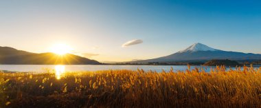 Altın kamışlı ön planda görkemli Fuji Dağı ve açık mavi gökyüzünün altında Kawaguchiko Gölü..