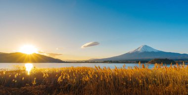 Altın kamışlı ön planda görkemli Fuji Dağı ve açık mavi gökyüzünün altında Kawaguchiko Gölü..