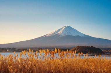 Altın kamışlı ön planda görkemli Fuji Dağı ve açık mavi gökyüzünün altında Kawaguchiko Gölü..