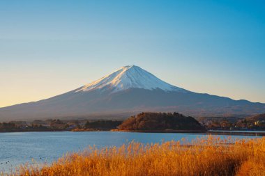 Altın kamışlı ön planda görkemli Fuji Dağı ve açık mavi gökyüzünün altında Kawaguchiko Gölü..