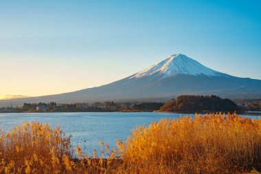 Altın kamışlı ön planda görkemli Fuji Dağı ve açık mavi gökyüzünün altında Kawaguchiko Gölü..