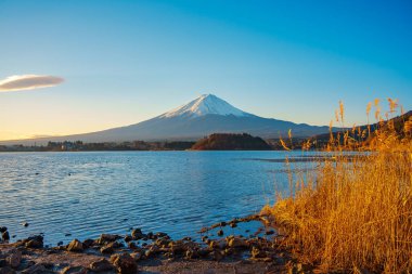 Altın kamışlı ön planda görkemli Fuji Dağı ve açık mavi gökyüzünün altında Kawaguchiko Gölü..