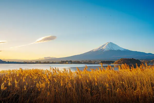 Altın kamışlı ön planda görkemli Fuji Dağı ve açık mavi gökyüzünün altında Kawaguchiko Gölü..