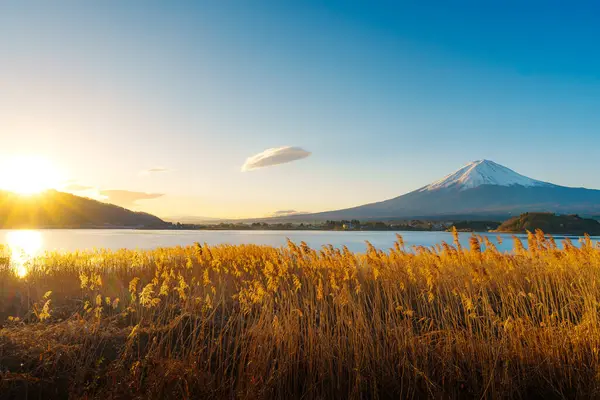 Altın kamışlı ön planda görkemli Fuji Dağı ve açık mavi gökyüzünün altında Kawaguchiko Gölü..
