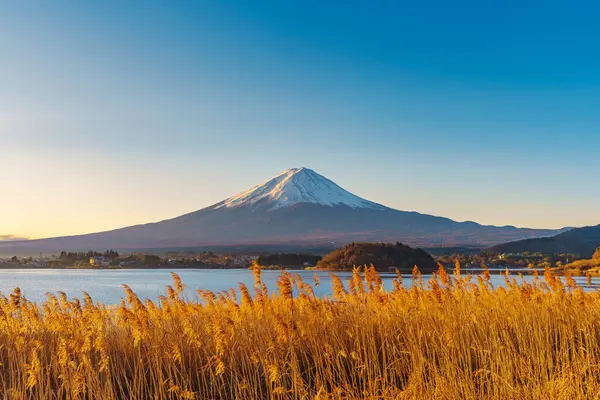 Altın kamışlı ön planda görkemli Fuji Dağı ve açık mavi gökyüzünün altında Kawaguchiko Gölü..