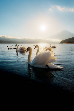 Yamanaka Gölü 'nde çok sayıda güzel kuğu, çarpıcı bir gündoğumu ve Fuji Dağı arkaplanı var..