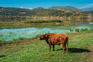 İneklerin çimenli bir kıyı şeridinde, Şangri La, Yunnan 'daki bir göl boyunca bir köy ve dağların manzarası..