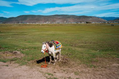 Renkli eyerli bir at, Şangri-la 'da turistler, şemsiyeler ve dağlarla dolu bir arazide atlıları bekliyor..