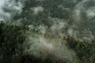 Alçak bulutlar ve sis, Yulong Dağının yamaçlarındaki yeşil çam ağaçlarının arasında süzülür ve dingin bir dağ manzarası yaratır..