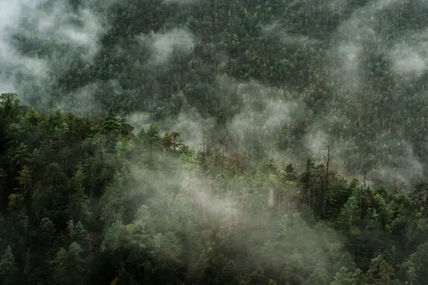Alçak bulutlar ve sis, Yulong Dağının yamaçlarındaki yeşil çam ağaçlarının arasında süzülür ve dingin bir dağ manzarası yaratır..
