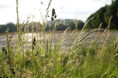 Kırsal kesimdeki bir buğday tarlasının dikey seçmeli görüntüsü