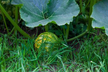 Bahçedeki yeşil yaprakların arasında yerde sarı-yeşil balkabağı.