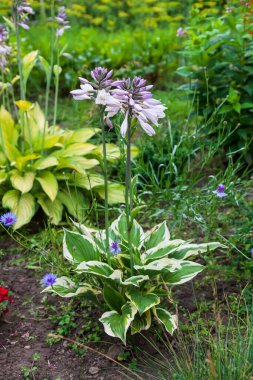 Hosta ya da funkia, bahçe düzenleme ve bahçecilikte yaygın olarak kullanılan bir bitkidir..