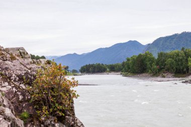 Rusya 'da sonbaharda Turkuaz Katun nehri ve Altai dağlarının manzarası. Güzel manzara.