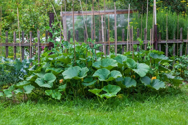 Grandi Cespugli Zucca Verdi Nel Giardino Una Casa Campagna — Foto Stock