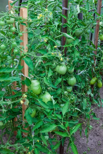 春にカントリーハウスの温室内の茂みの枝に緑のトマト 農業と家庭農業 — ストック写真
