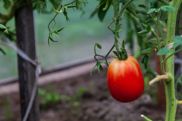 春にカントリーハウスの温室内の茂みの枝に赤い若いトマト 農業と家庭農業 — ストック写真