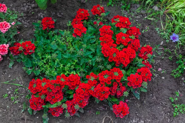 Κήπος Ένα Μεγάλο Θάμνο Από Κόκκινες Βιολέτες Στην Πίσω Αυλή — Φωτογραφία Αρχείου